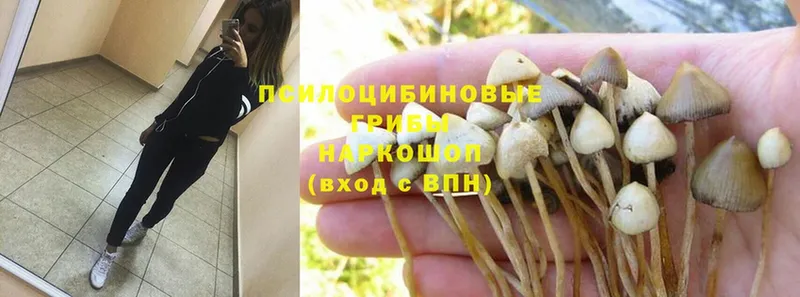 гидра как войти  Барыш  Галлюциногенные грибы MAGIC MUSHROOMS 